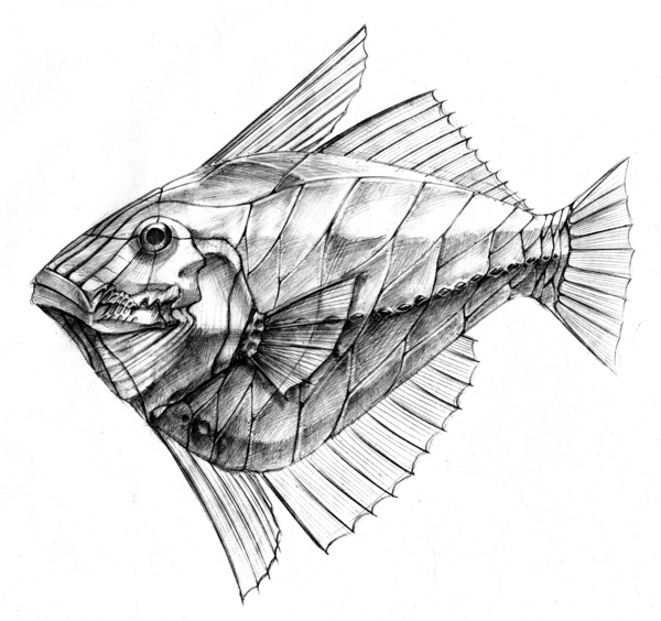 Fish01.jpg