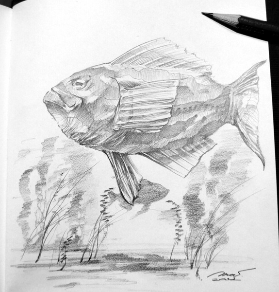 Sketch_Fish_201108.jpg